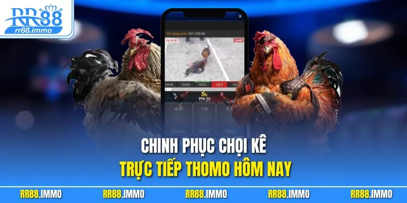 Chinh phục chọi kê trực tiếp Thomo hôm nay
