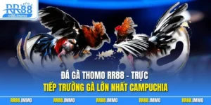 Đá Gà Thomo RR88 – Trực Tiếp Trường Gà Lớn Nhất Campuchia