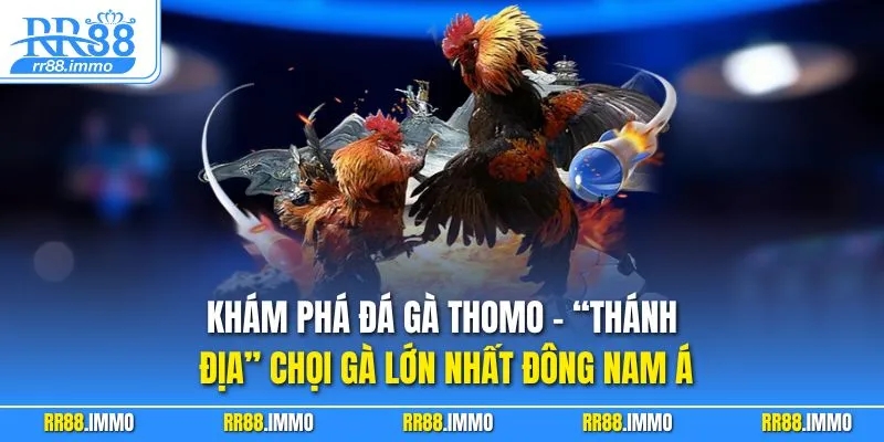 Khám phá đá gà Thomo – “thánh địa” chọi gà lớn nhất Đông Nam Á