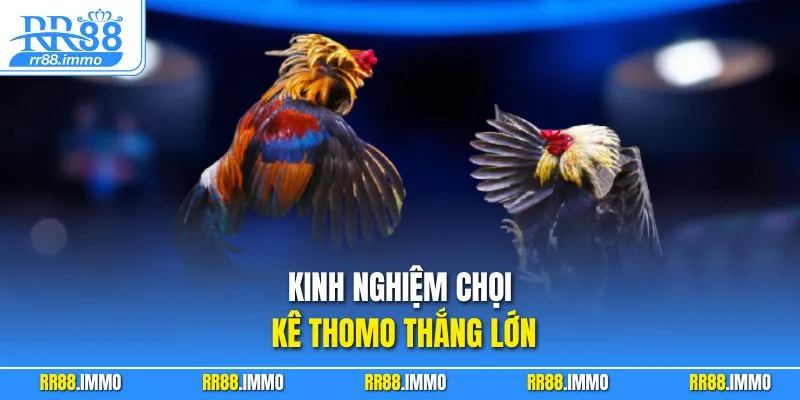Kinh nghiệm chọi kê Thomo thắng lớn