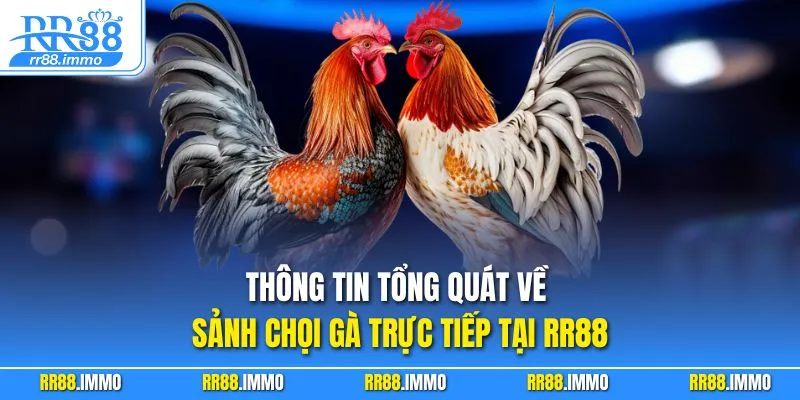 Thông tin tổng quát về sảnh chọi gà trực tiếp tại RR88