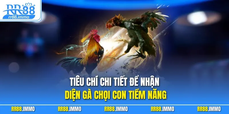 Tiêu chí chi tiết để nhận diện gà chọi con tiềm năng